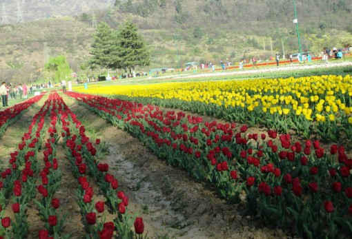 Indira Gandhi Tulip Garden