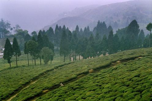 Happy Valley Tea Estate