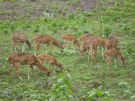 Mrugavani National Park