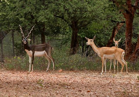 Mahavir Harina Vanasthali National Park