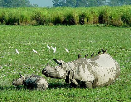 Kaziranga National Park