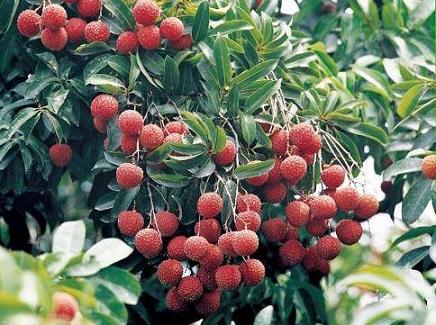 Litchi Gardens