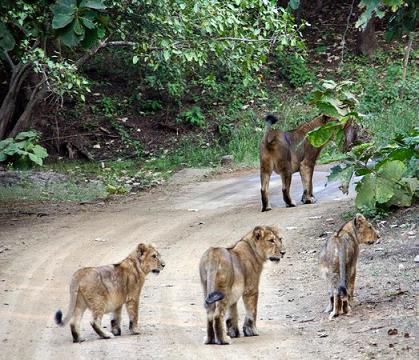 Junagadh