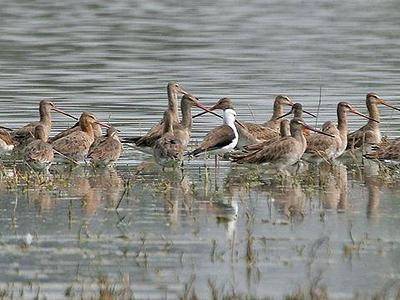 Sultanpur Bird Sanctuary