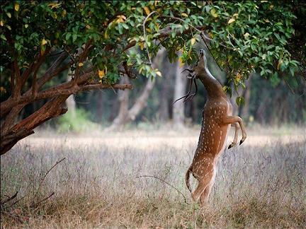 Kanha National Park