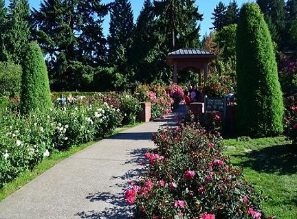 Japanese Rose Garden