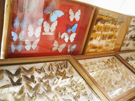 Butterfly Museum