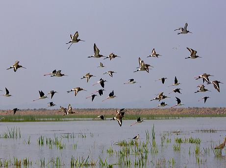 Chilika Wildlife Sanctuary