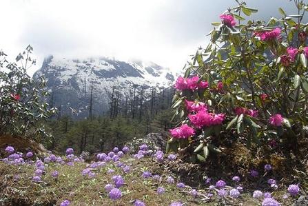 Shingba Rhododendron Sanctuary