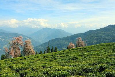 Temi Tea Garden