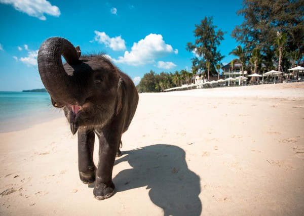 Elephant Beach