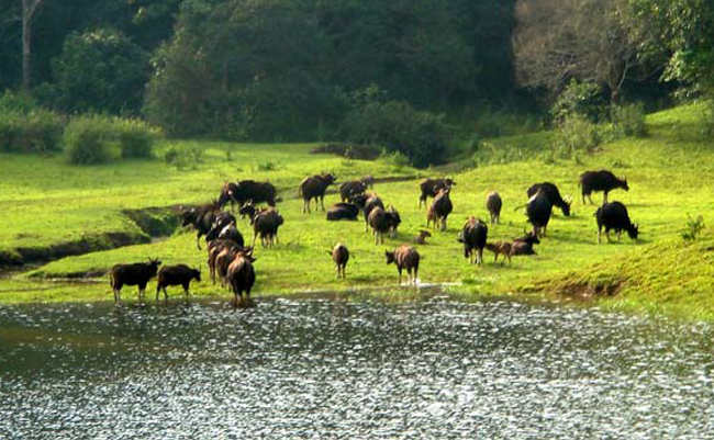 Idukki