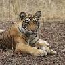 Ranthambore