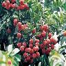 Litchi Gardens