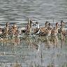 Sultanpur Bird Sanctuary