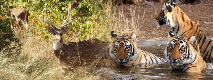 Ranthambore Tour Package