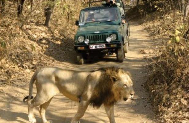 Sasan Gir Tour Package