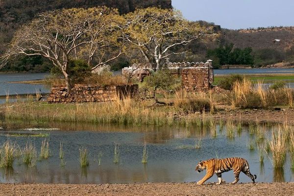 Golden Triangle with Ranthambhore