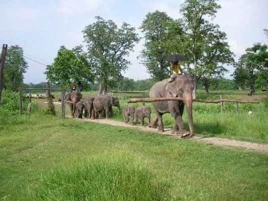 Chitwan Tour Package