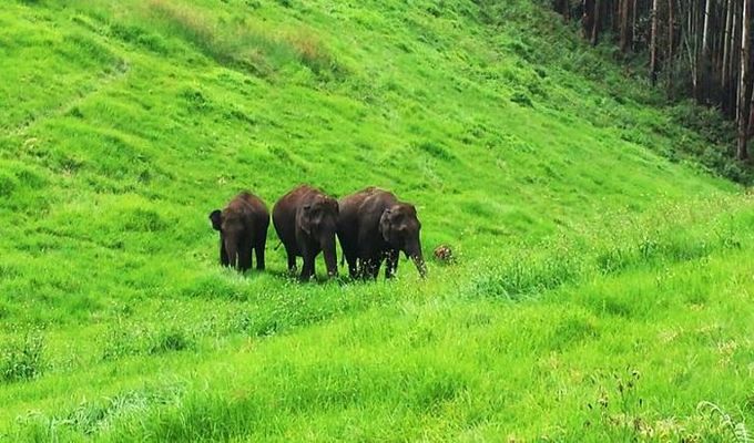 Wayanad Mysore Packages