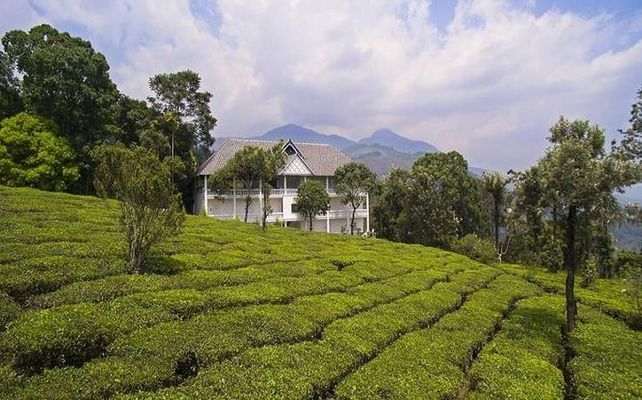 Tea Harvester Munnar