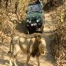 Sasan Gir Tour Package